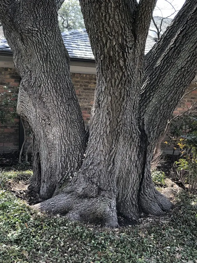 Mature heritage tree close to a Glasgow property cared for by certified arborists